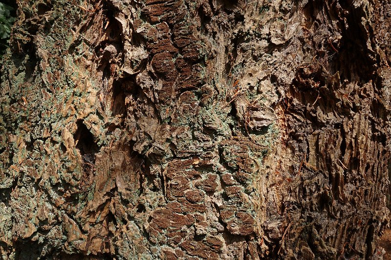 AB01.jpg - Wat een structuur in deze huid van de boom! Goed belicht en over het hele vlak scherp waardoor het extra goed zichtbaar wordt hoeveel structuur en kleuren er inzitten. 